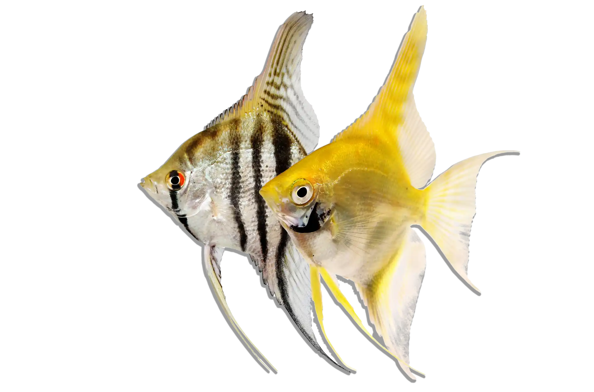 Two angelfish.