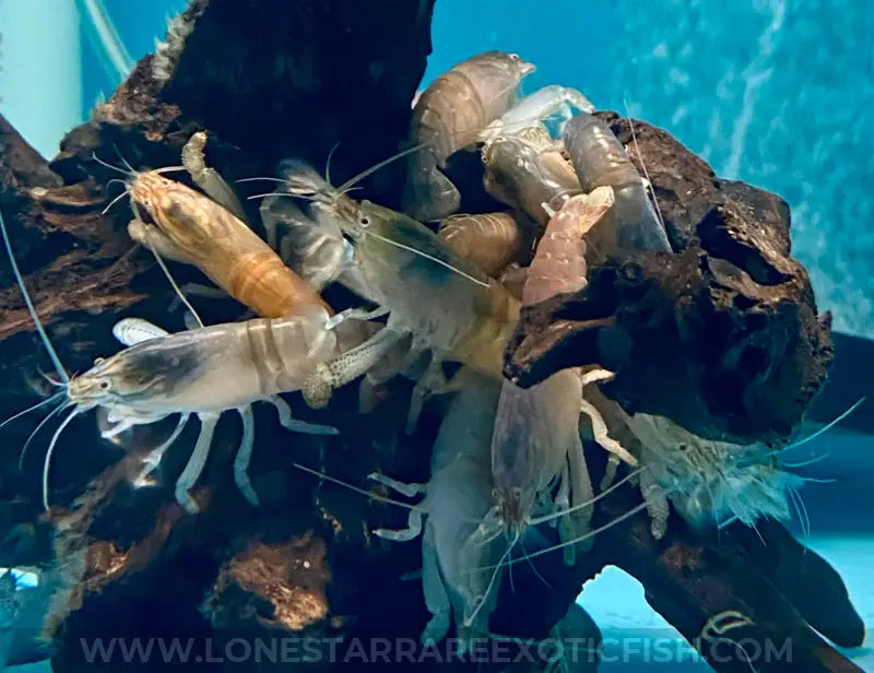 Vampire Shrimp / African Filter Shrimp / Atya Gabonensis Live Freshwater Tropical Fish For Sale Online
