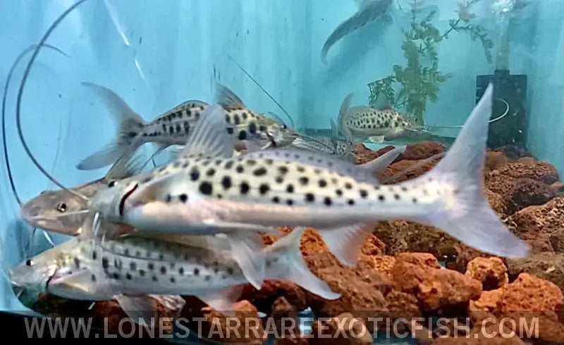 Vulture Catfish / Calophysus Macropterus Live Freshwater Tropical Fish for Sale Online