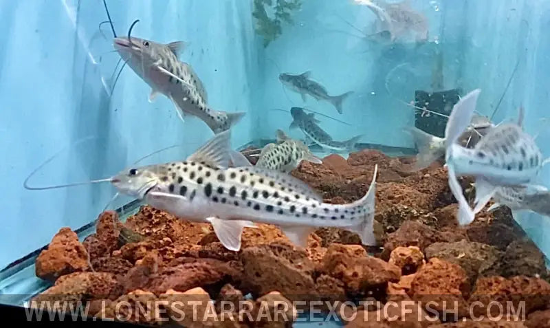 Vulture Catfish / Calophysus Macropterus Live Freshwater Tropical Fish for Sale Online