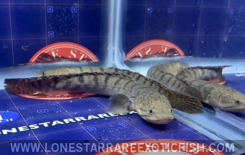 Weeksii Bichir / Polypterus Weeksii Live Freshwater Tropical Fish for Sale Online