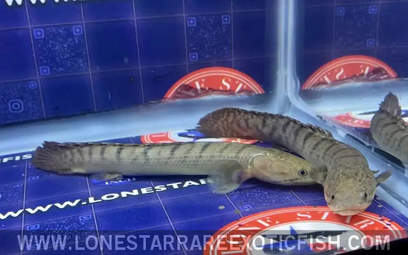 Weeksii Bichir / Polypterus Weeksii Live Freshwater Tropical Fish for Sale Online