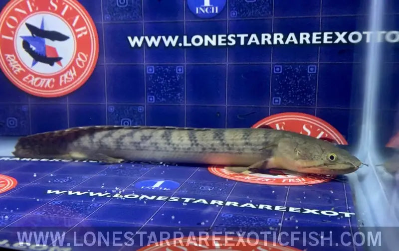 Weeksii Bichir / Polypterus Weeksii Live Freshwater Tropical Fish for Sale Online