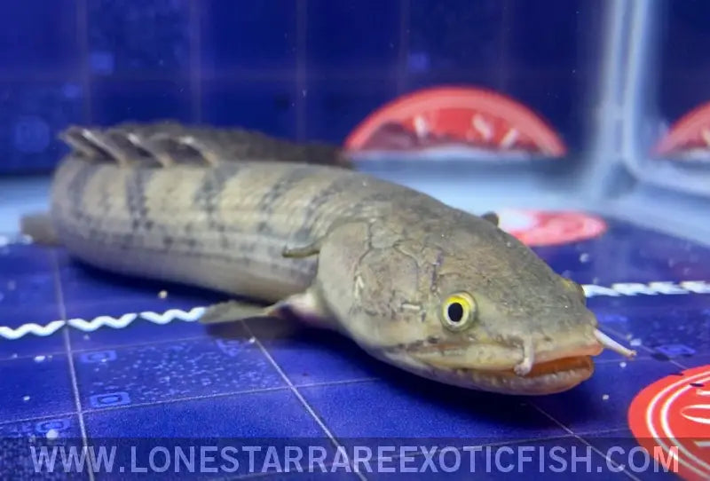 Weeksii Bichir / Polypterus Weeksii Live Freshwater Tropical Fish for Sale Online