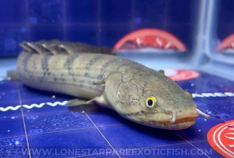 Weeksii Bichir / Polypterus Weeksii Live Freshwater Tropical Fish For Sale Online