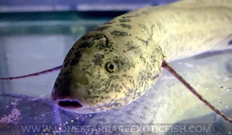 West African Lungfish / Protopterus Annectens Live Freshwater Tropical Fish For Sale Online
