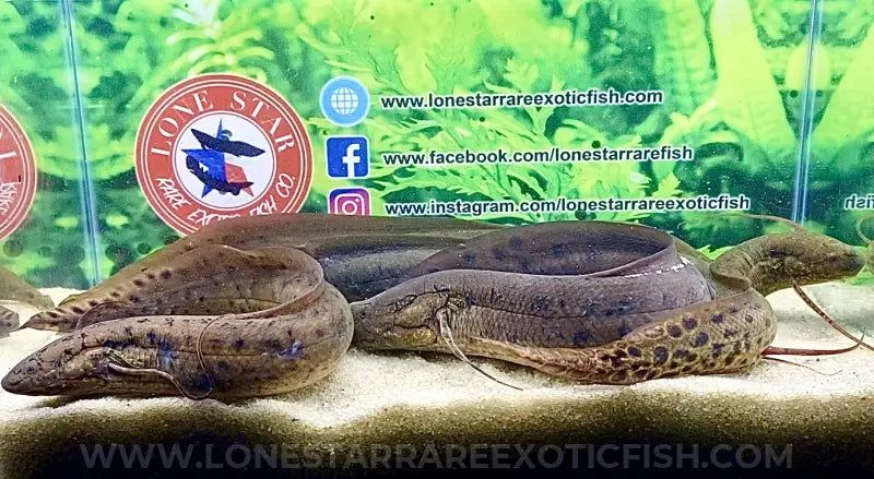 West African Lungfish / Protopterus Annectens Live Freshwater Tropical Fish For Sale Online