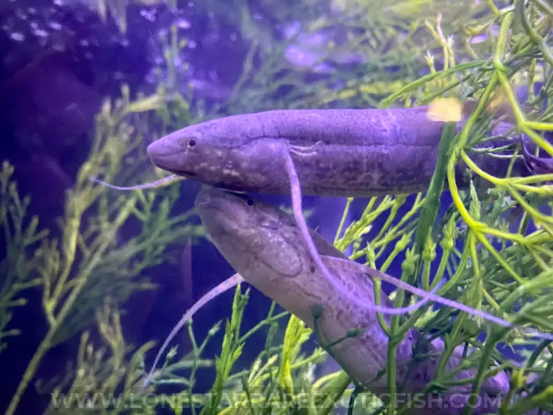https://www.lonestarrareexoticfish.com/cdn/shop/files/west-african-lungfish-protopterus-annectens-live-freshwater-tropical-fish-for-sale-online-416.webp?v=1709259472&width=800