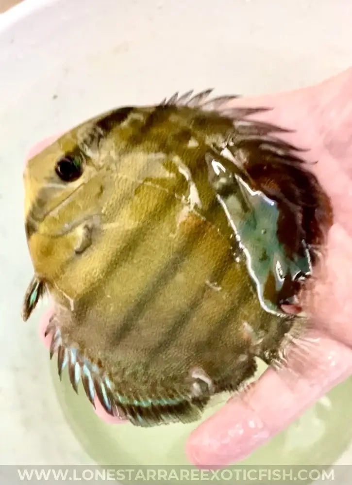 Wild Caught Red Eye Discus Live Freshwater Tropical Fish For Sale Online