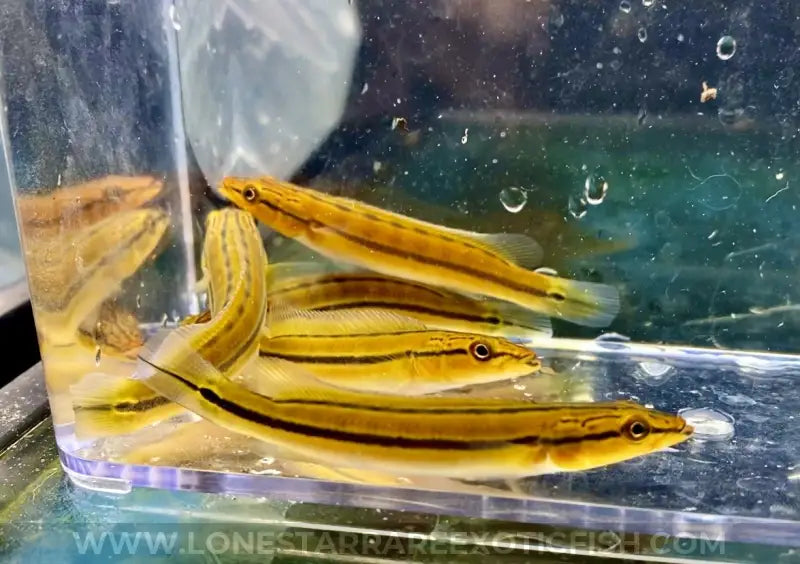 Xingu i Orange Pike Cichlid / Crenicichla Sp. Live Freshwater Tropical Fish For Sale Online