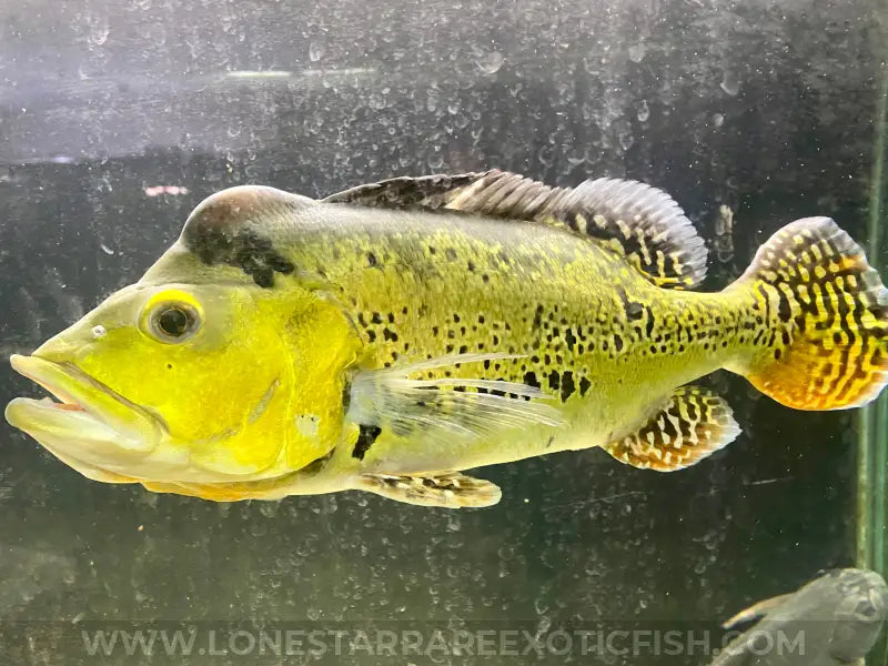 Xl 15-17”* 24k Gold Spider Kelberi Peacock Bass Wysiwyg Live Freshwater Tropical Fish For Sale Online