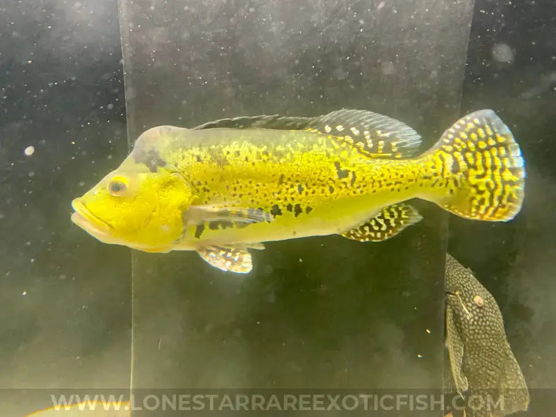 Xl 15-17”* 24k Gold Spider Kelberi Peacock Bass Wysiwyg Live Freshwater Tropical Fish For Sale Online