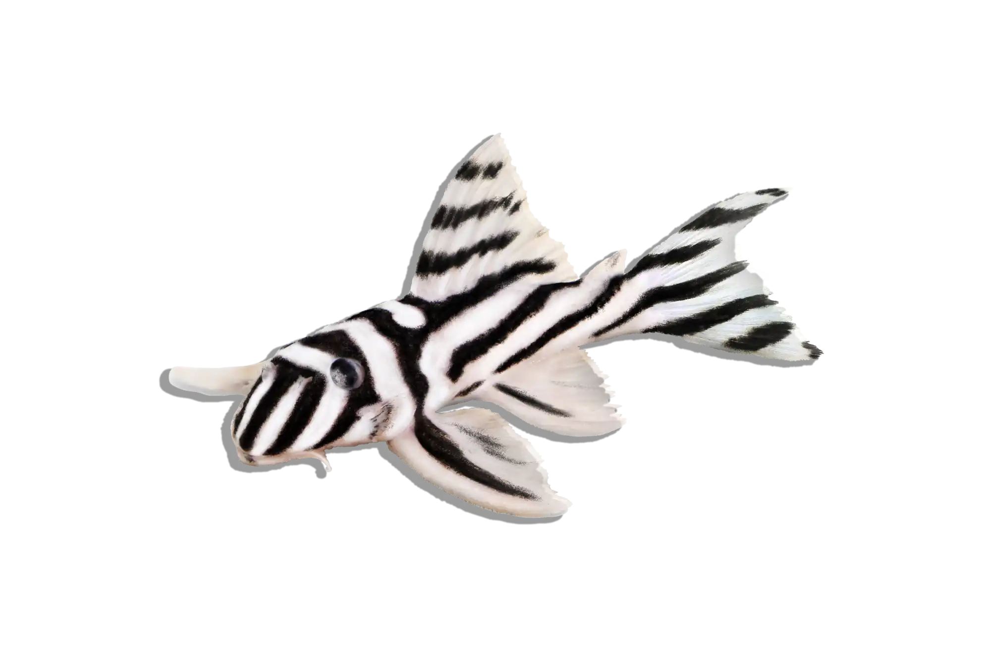 Zebra-striped pleco fish.