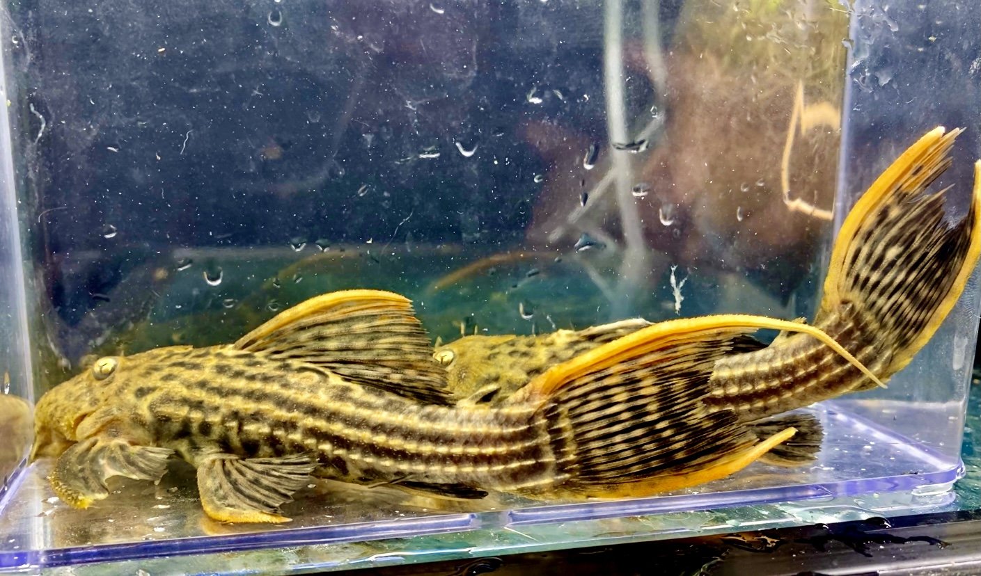 Pleco Fish For Sale | ppgbbe.intranet.biologia.ufrj.br